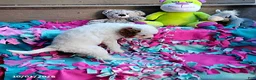 Mini Goldendoodle dogs for sale: Raina - Ad 8