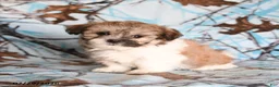 Shih Tzu dogs for sale: Crackle - Ad 1