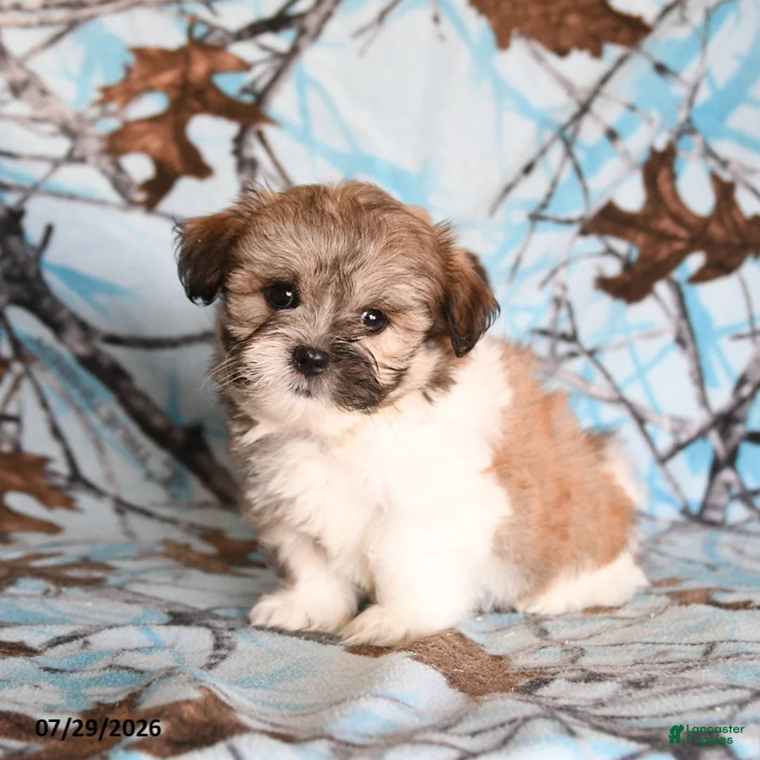 Shih Tzu dogs for sale: Crackle - Ad 1