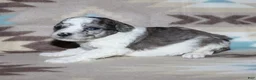 Miniature Poodle dogs for sale: Reserved Harlee’s black merle parti female - Ad 21