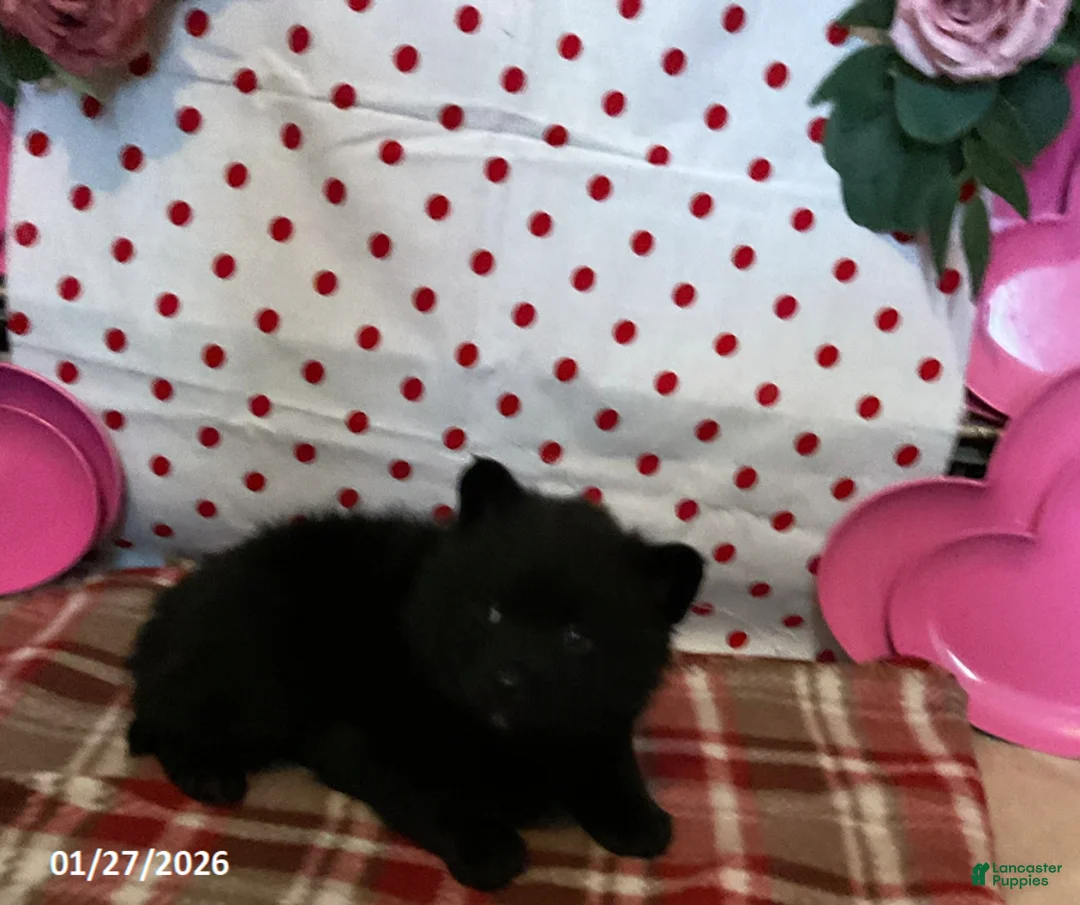 Pomsky dogs for sale: Miles - Ad 4