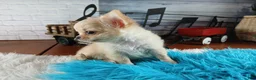Chihuahua dogs for sale: Applehead boy Hand Delivery  - Ad 8