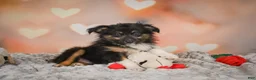Miniature Australian Shepherd dogs for sale: Alice - Ad 7