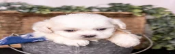 Mixed Breed dogs for sale: Watson - Ad 3