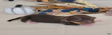 AKC Harriet purebred Miniature Dachshund 