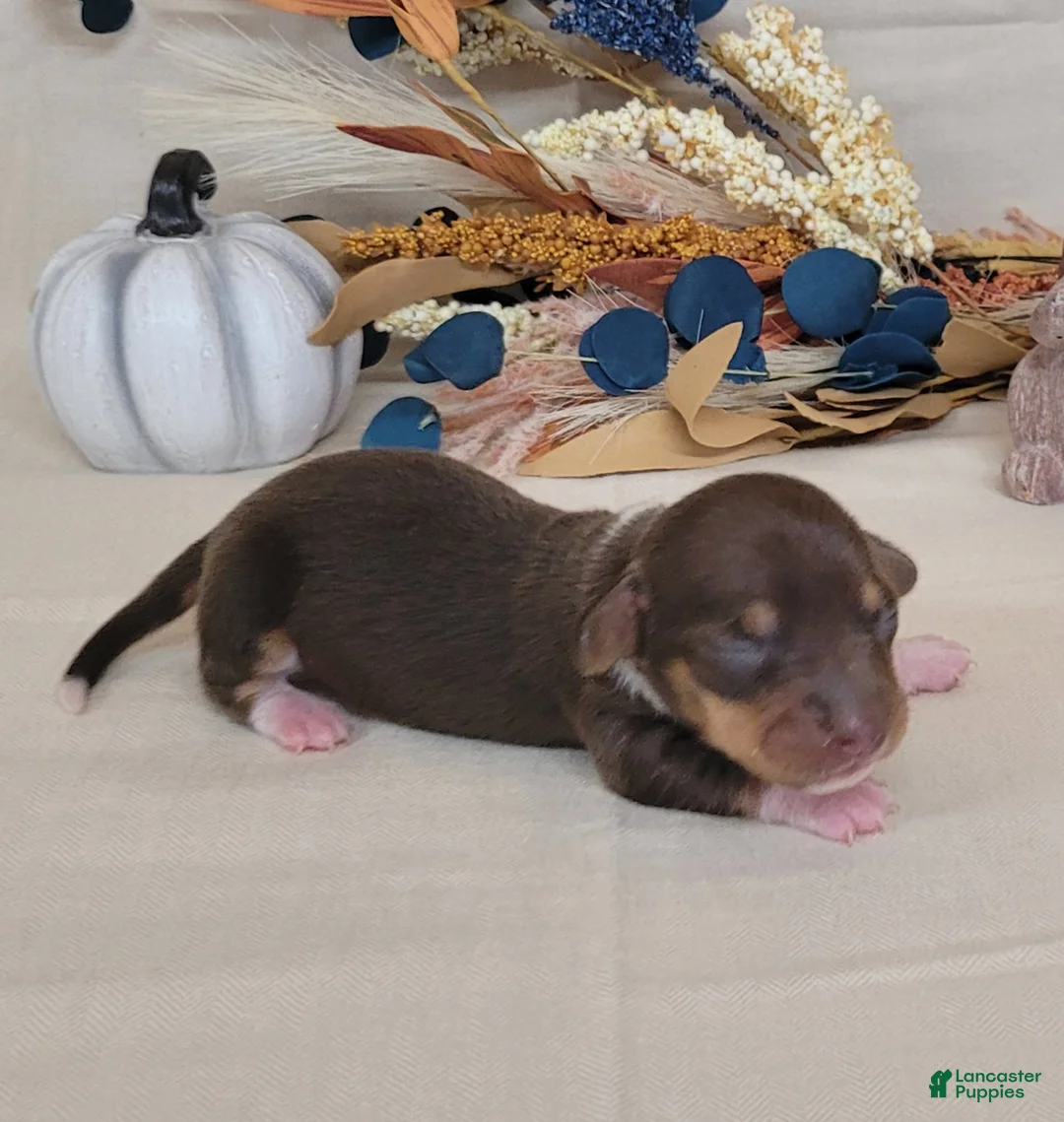 Miniature Dachshund dogs for sale: AKC Harriet purebred Miniature Dachshund  - Ad 1