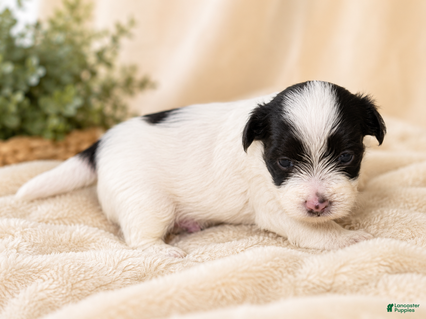 Yorkshire Terrier dogs Domino  - Ad 22