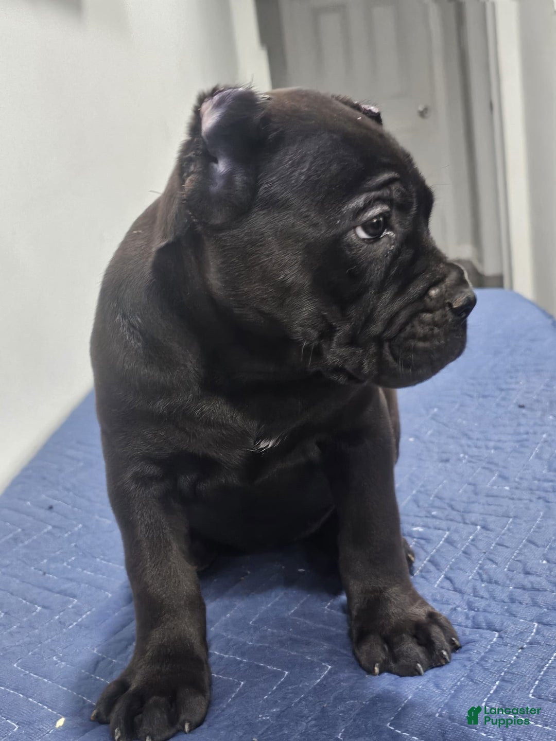 Cane Corso dogs for sale: GIZZEL - Ad 2