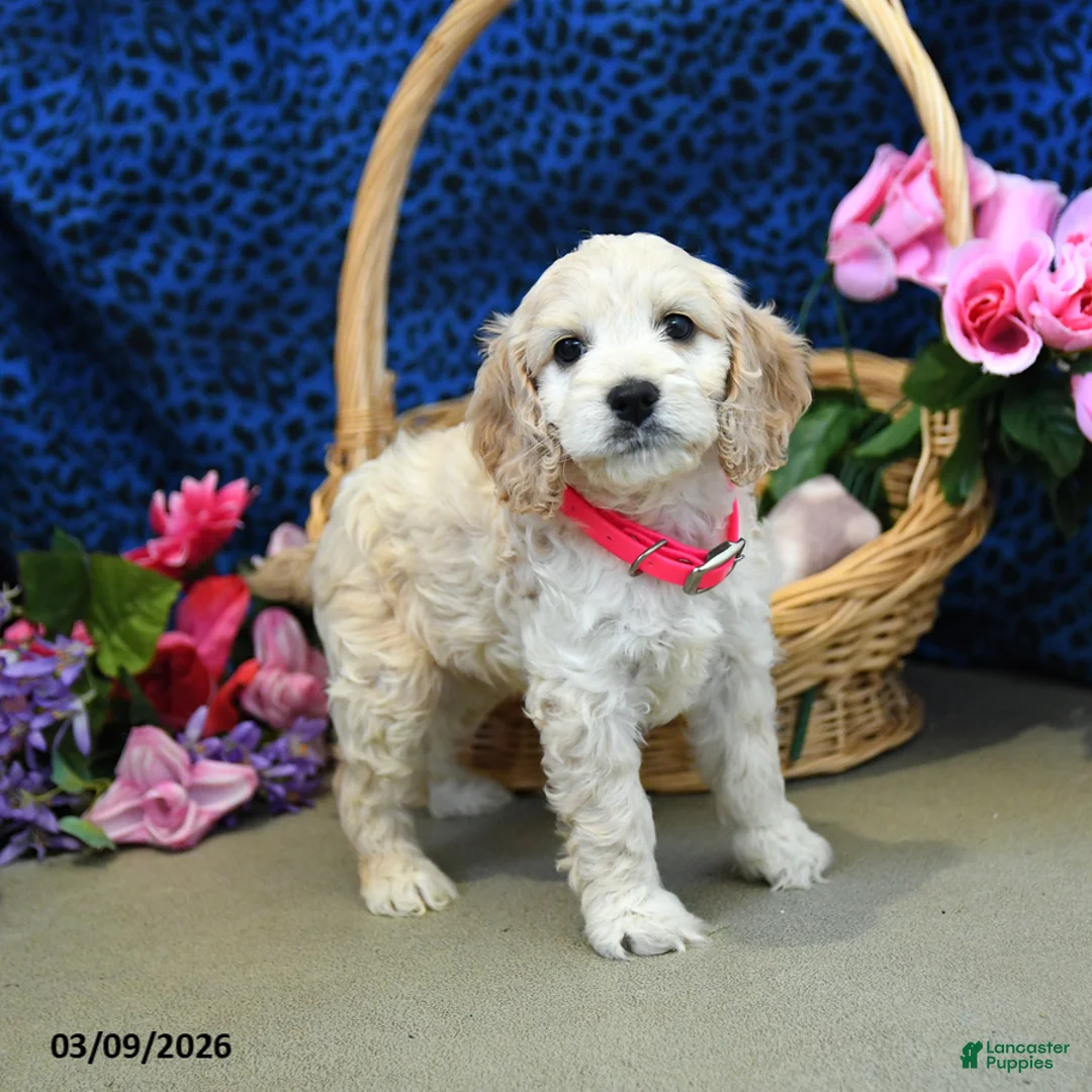 Cockapoo dogs for sale: Flower - Ad 2