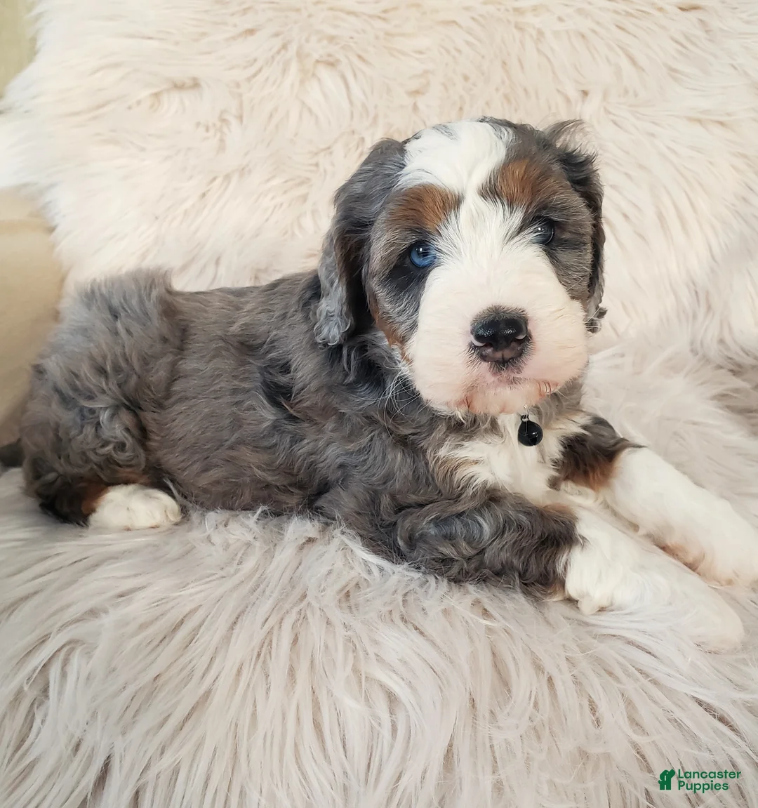 Mini Bernedoodle dogs for sale: Koda - Ad 3