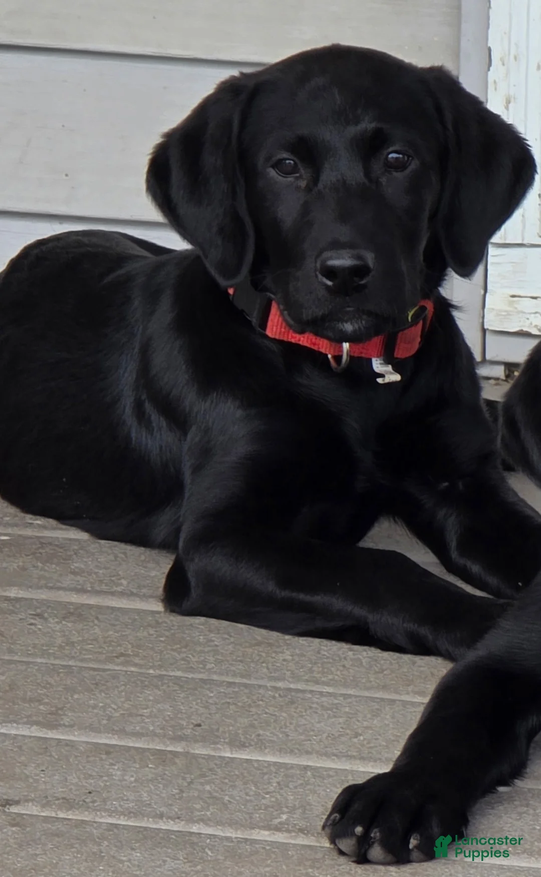 Labrador Retriever dogs for sale: Labrador Retriever Puppy 2 - Ad 1