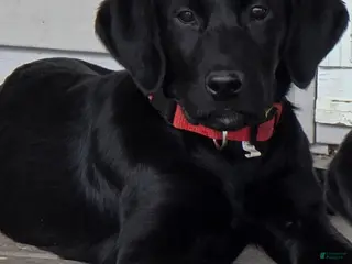 Labrador Retriever dogs Labrador Retriever Puppy 2 - Ad 11