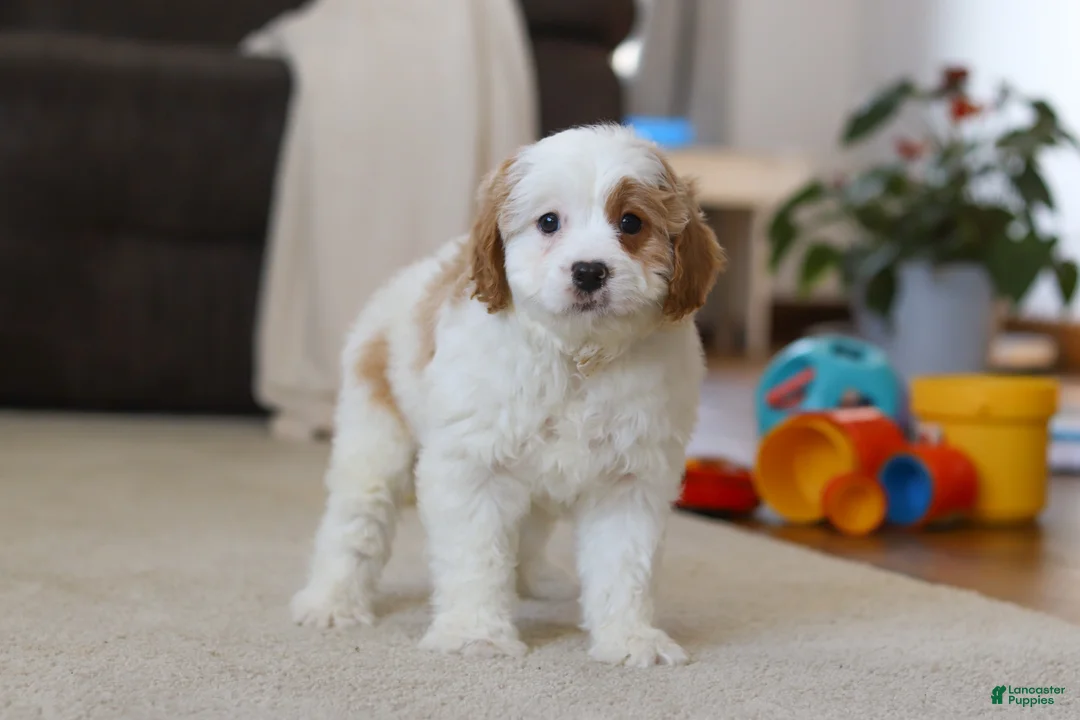 Cavapoo dogs for sale: Champ - Ad 3