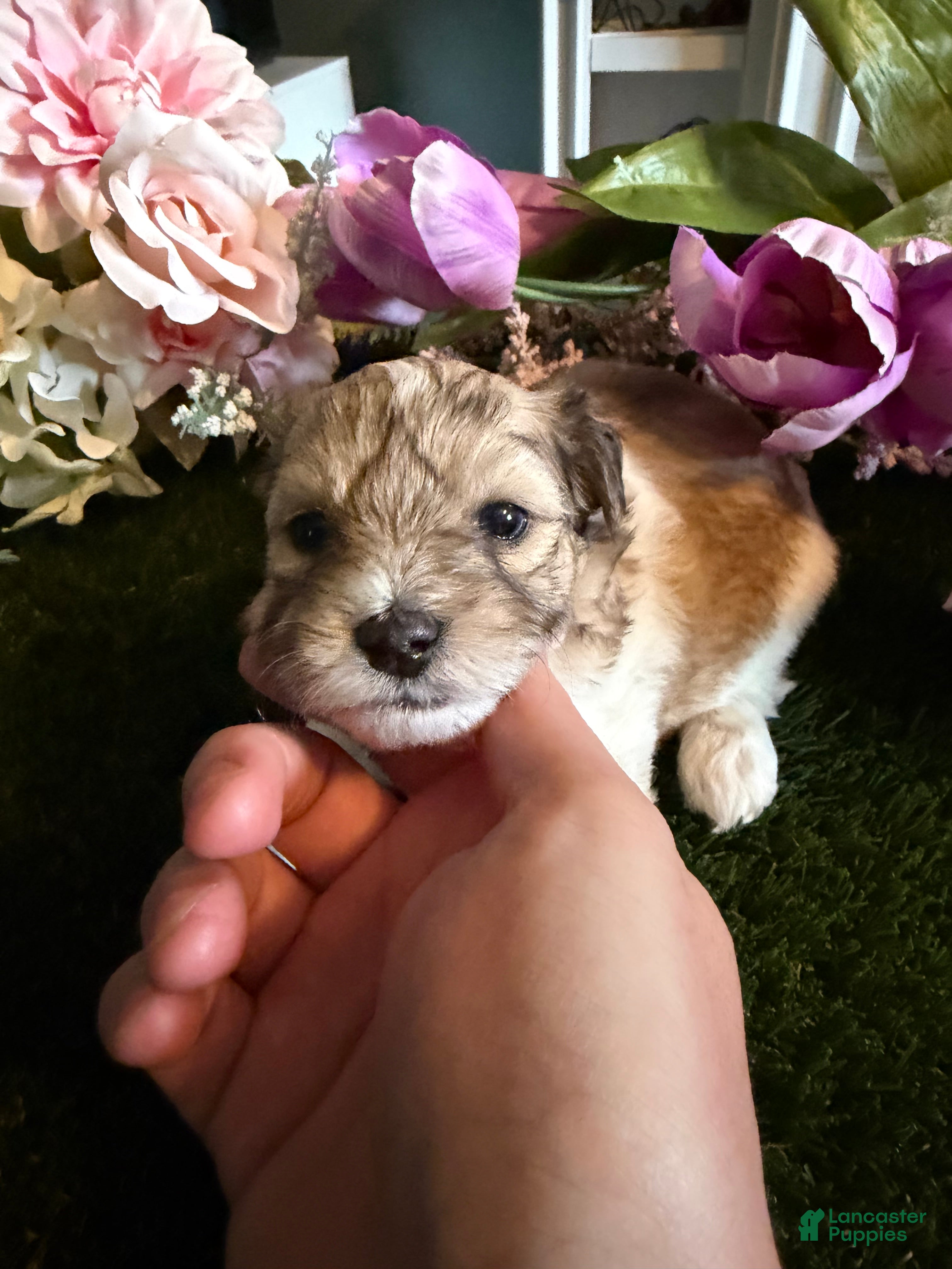 Mixed Breed dogs Girl 4 - Ad 1