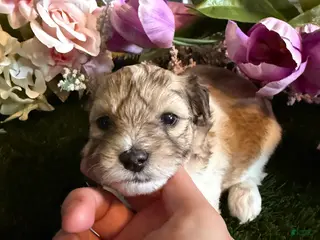 Mixed Breed dogs for sale: Girl 4 - Ad 3