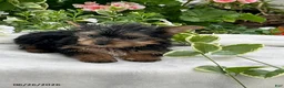 Yorkshire Terrier dogs for sale: Kody - Ad 3