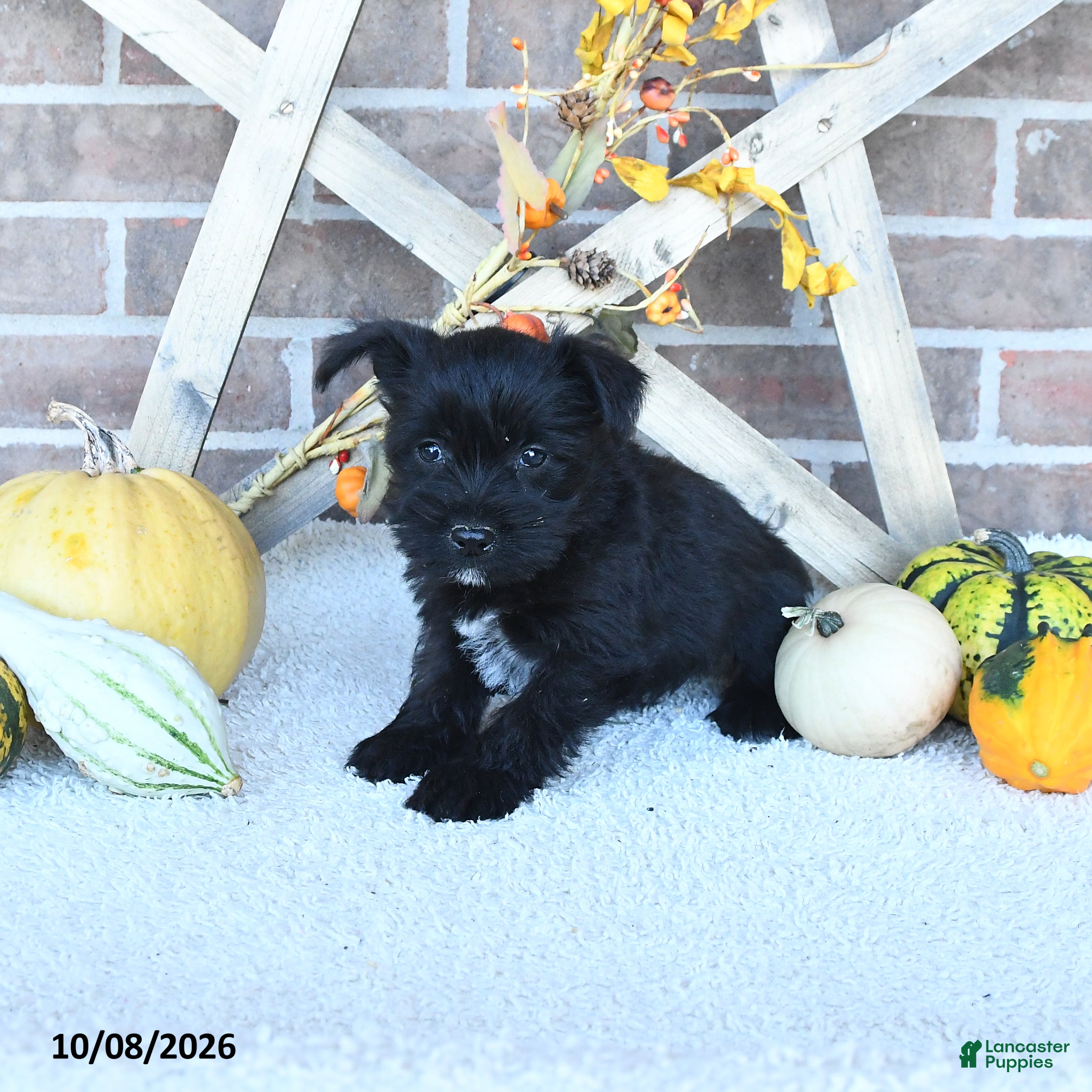 Miniature Schnauzer dogs Oscar - Ad 1