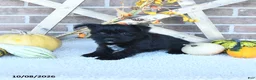 Miniature Schnauzer dogs for sale: Oscar - Ad 1