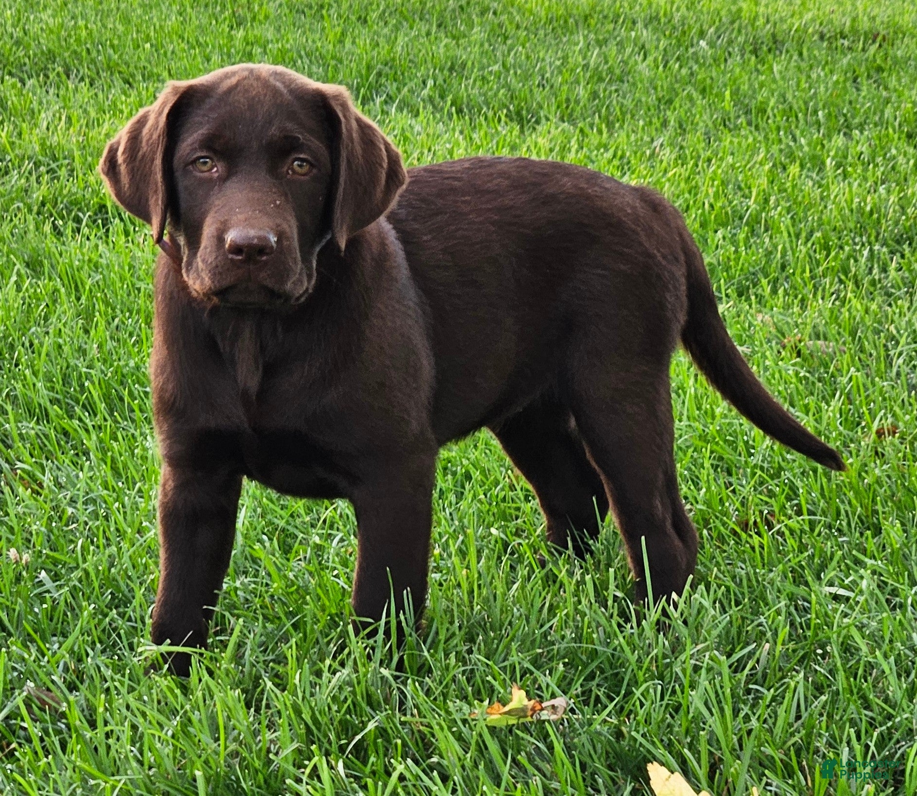 Labrador Retriever dogs Pearl - Ad 2