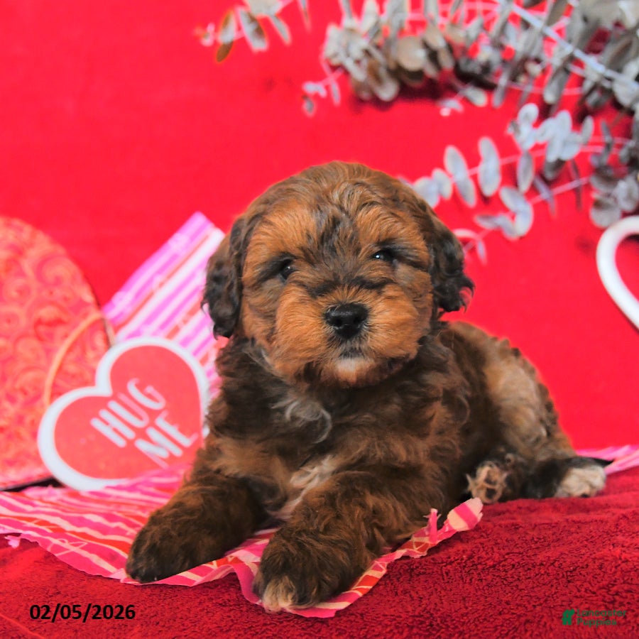Yorkiepoo dogs Colton - Ad 2