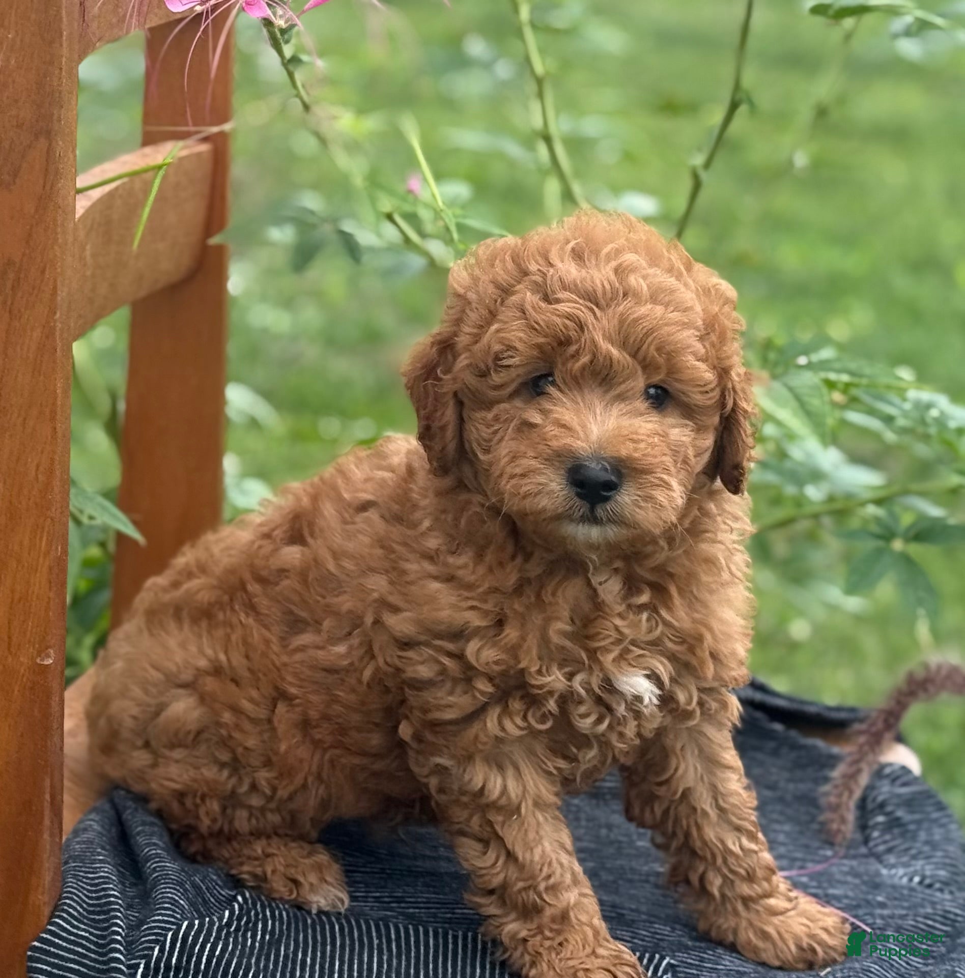 Mini Goldendoodle dogs Guitar - Ad 2