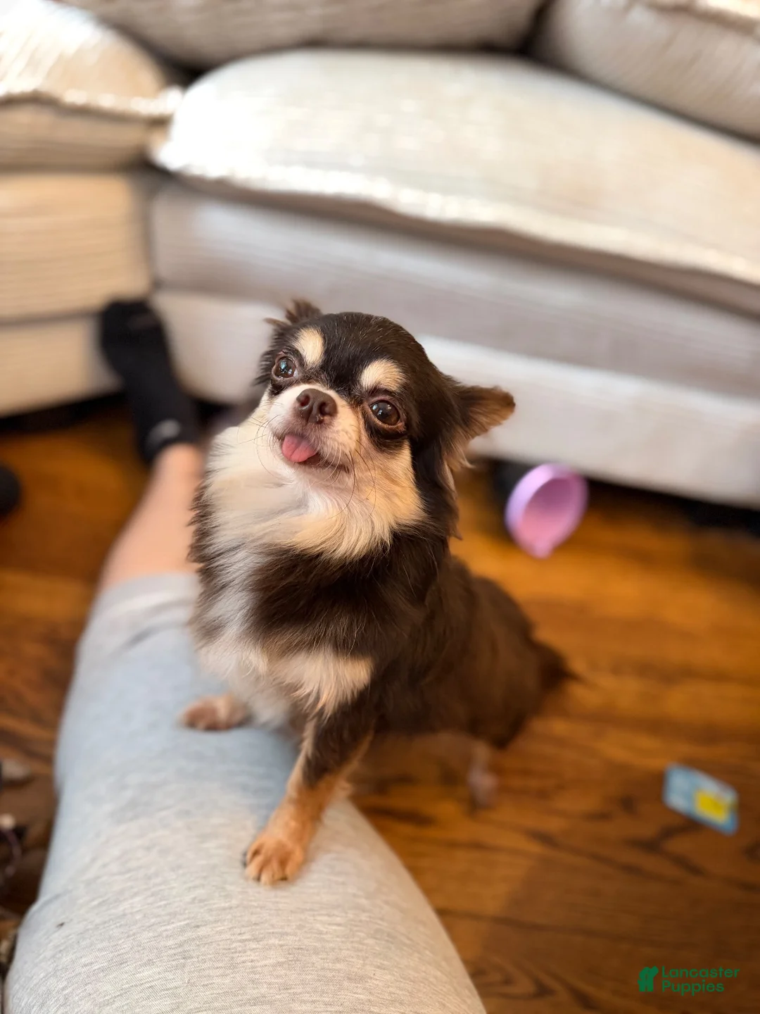 Chihuahua dogs for sale: Negrita 3lbs fully grown - Ad 7