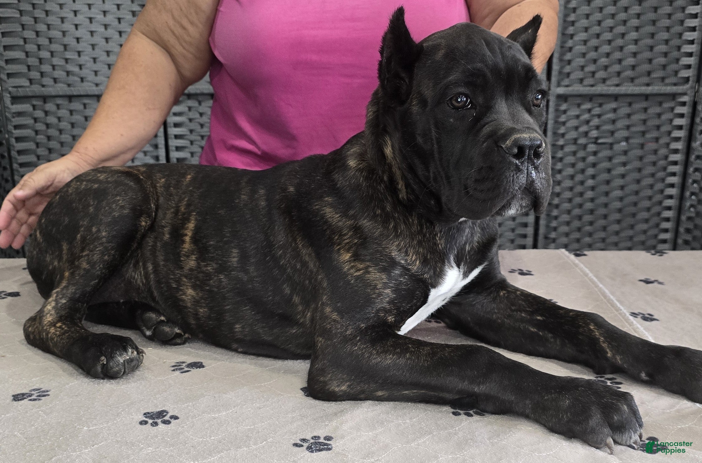 Cane Corso dogs for sale: Orange Girl - Ad 3