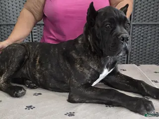Cane Corso dogs for sale: Orange Girl - Ad 3