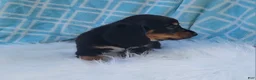 Miniature Dachshund dogs for sale: Venture  - Ad 36