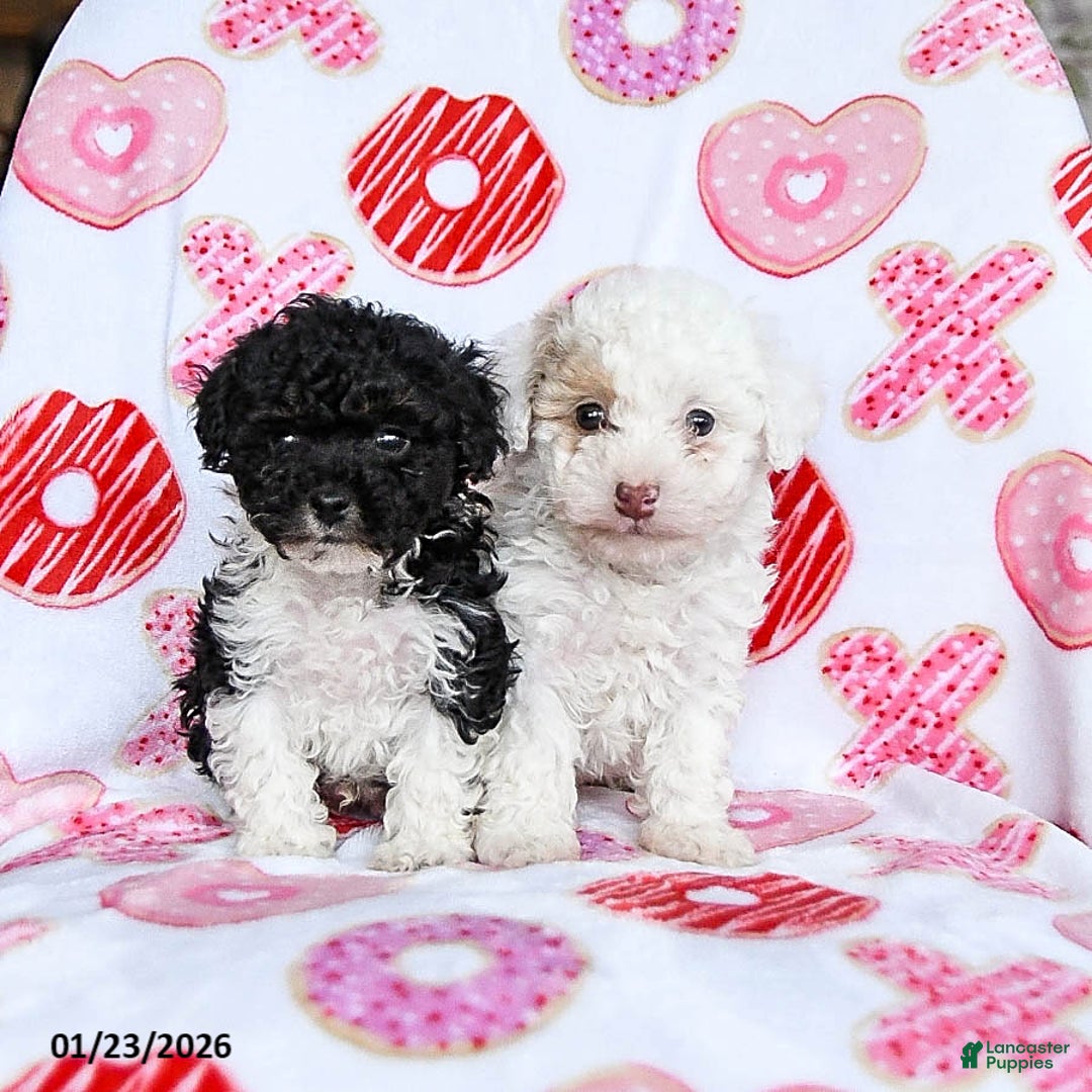 Toy Poodle dogs for sale: Snickers - Ad 5