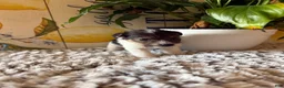 Wire Fox Terrier dogs for sale: Fru Fru  - Ad 1
