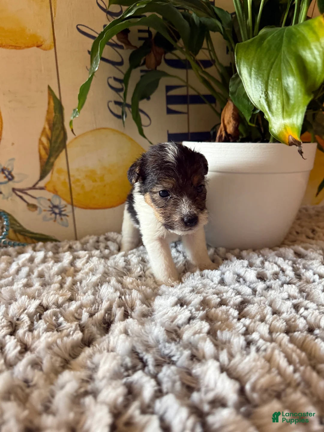 Wire Fox Terrier dogs for sale: Fru Fru  - Ad 1