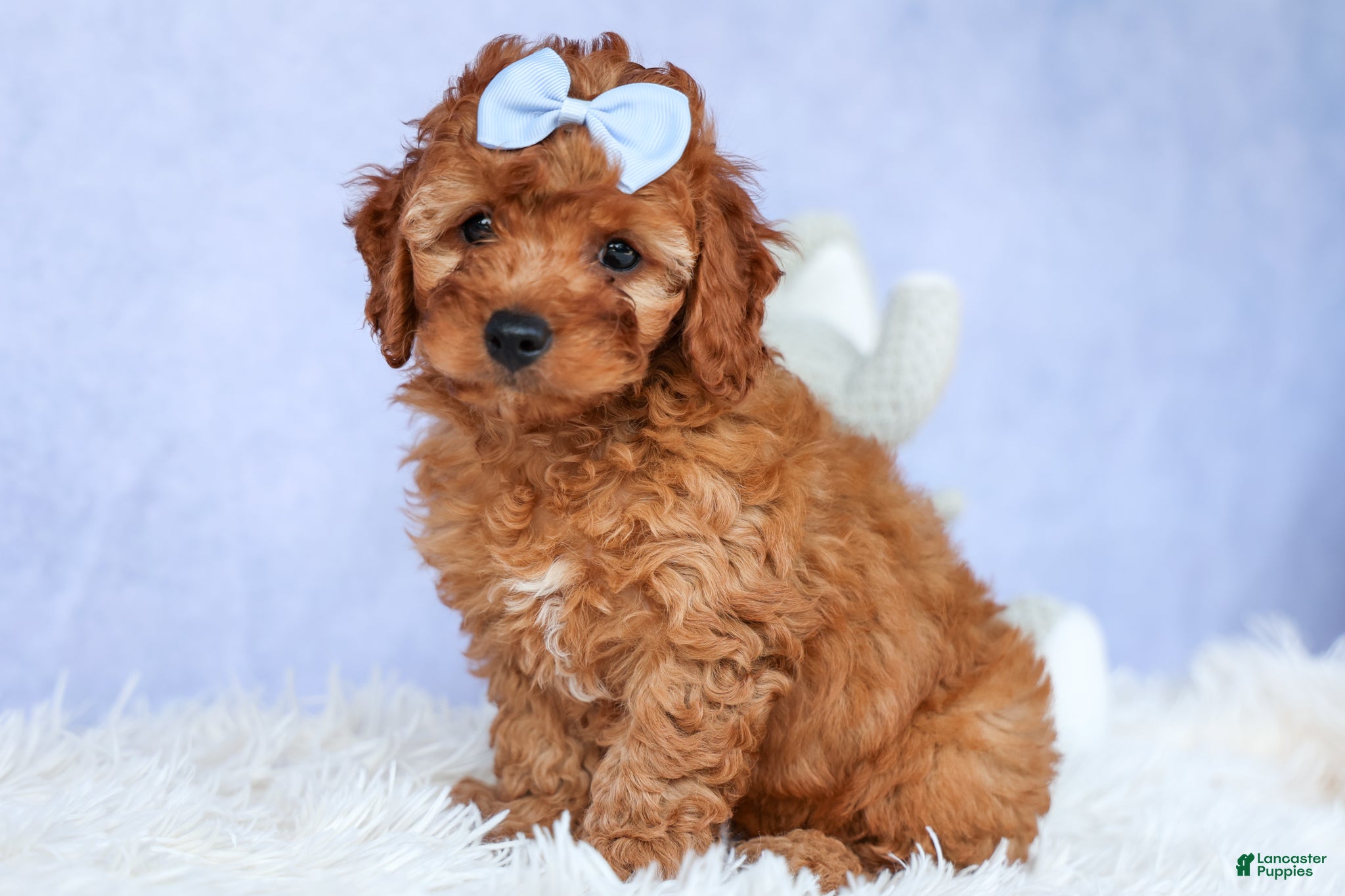 Cavapoo dogs TYSON - Ad 1