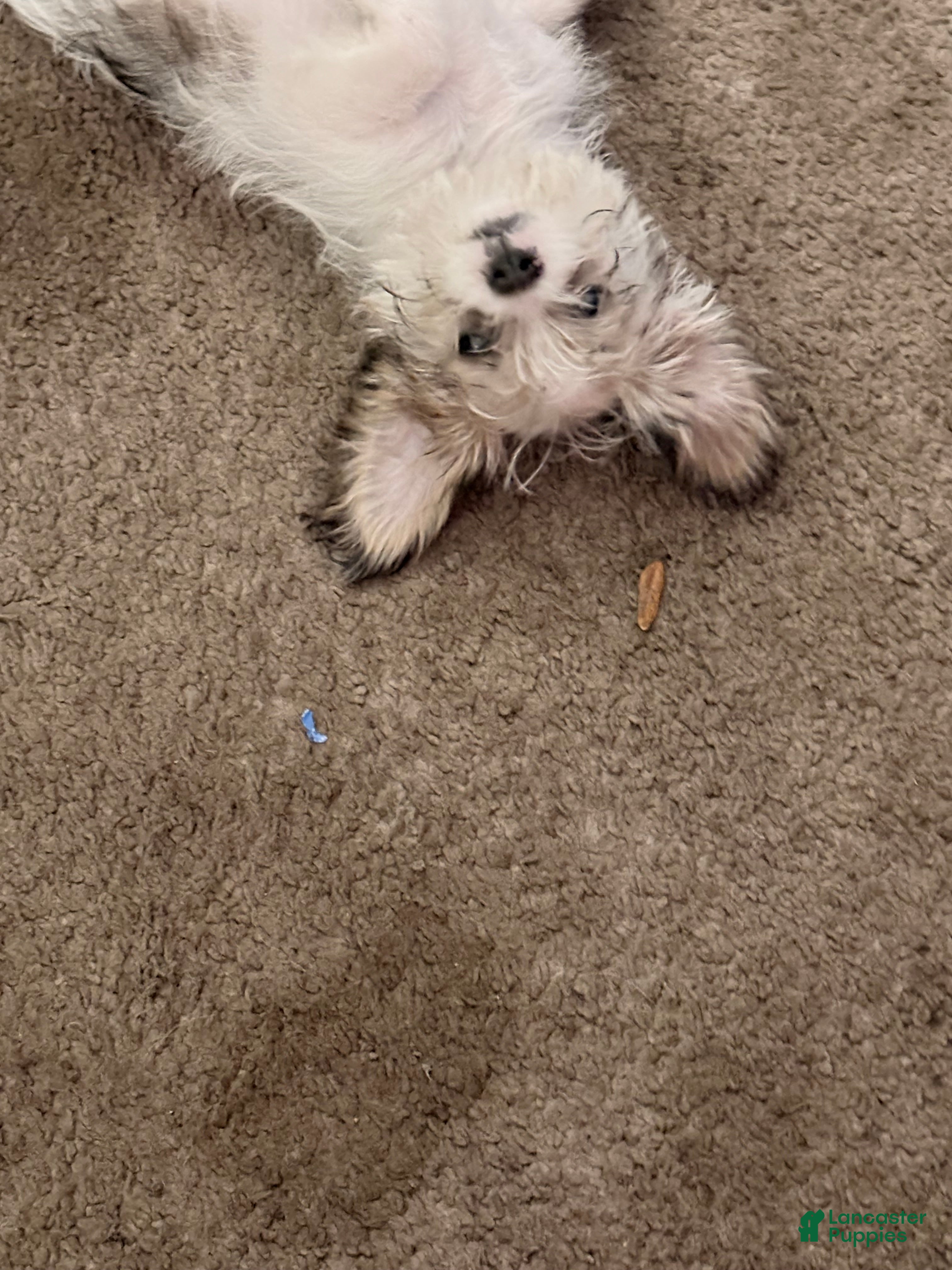Shih Tzu dogs Little buddy - Ad 16