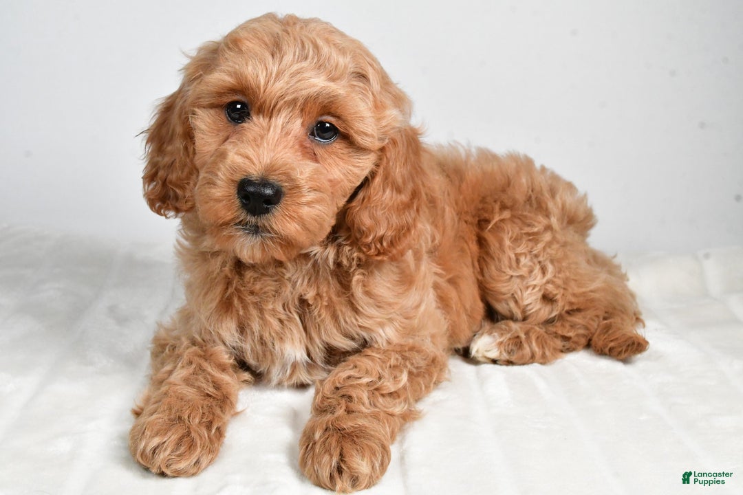 Cockapoo dogs for sale: sindy - Ad 5