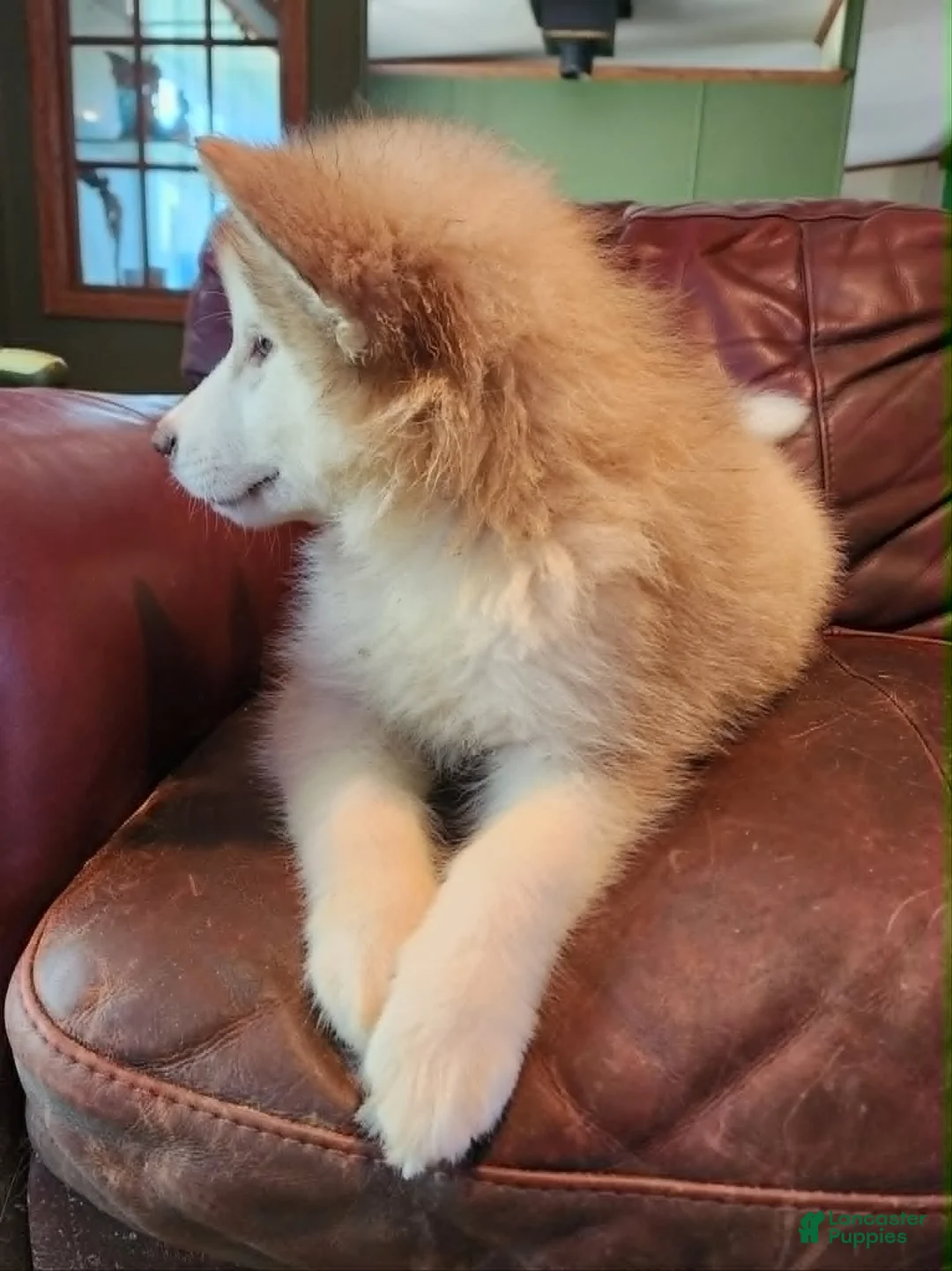 Alaskan Malamute dogs for sale: Alaskan Malamute 3 - Ad 2