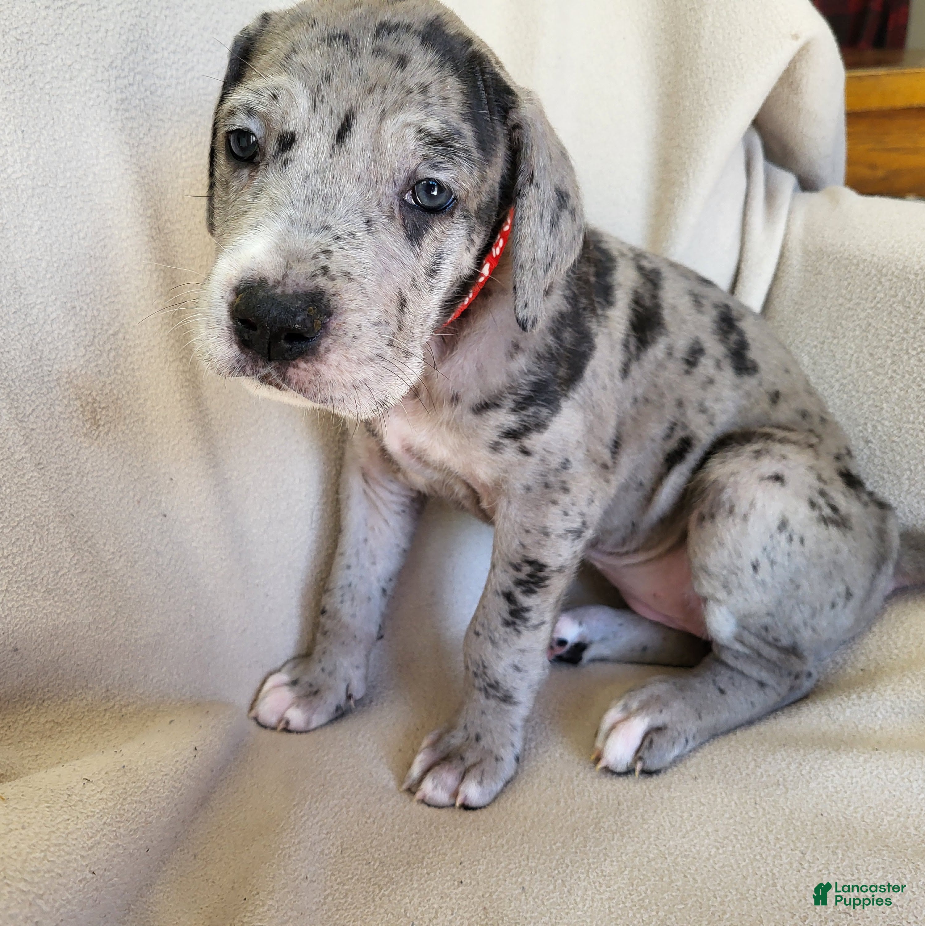 Daniff dogs Lucy - Ad 3