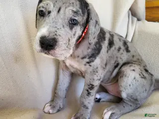 Daniff dogs Lucy - Ad 3