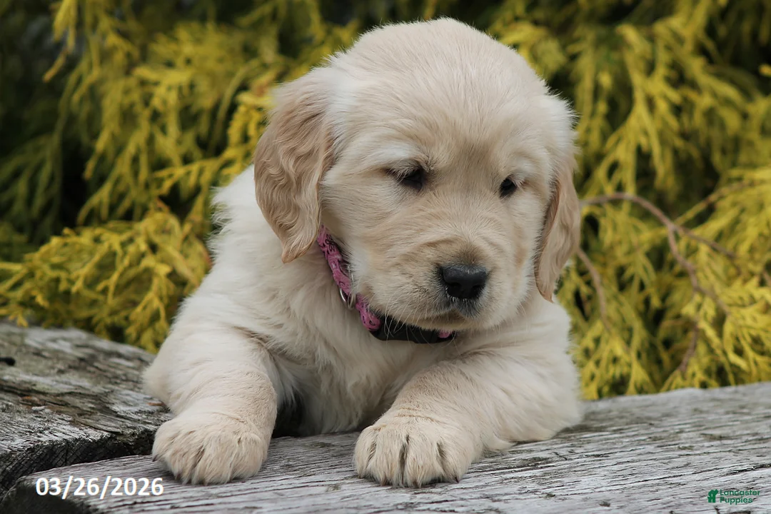 Golden Retriever dogs for sale: Pansy - Ad 2