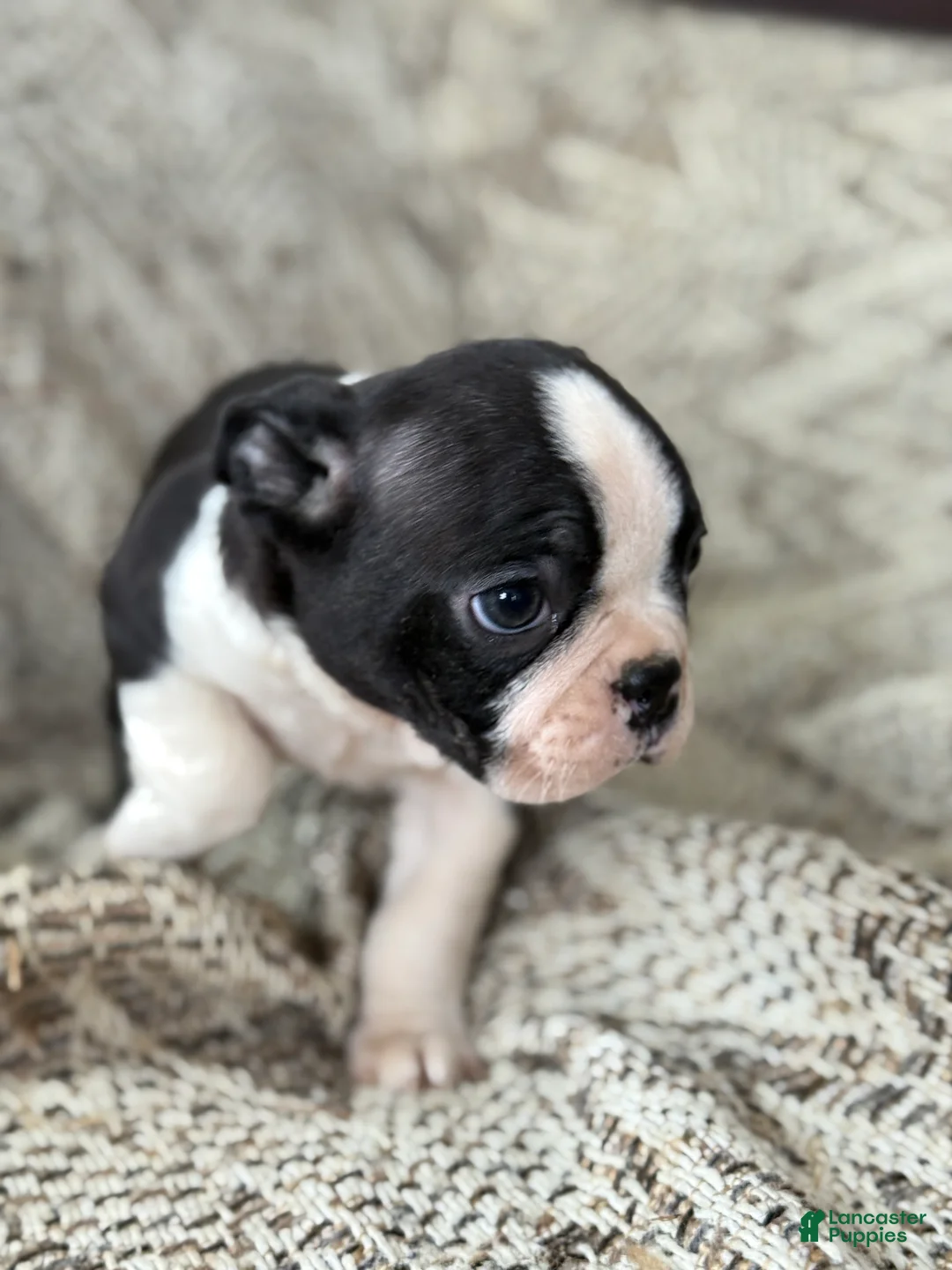 Boston Terrier dogs for sale: Travis - Ad 10