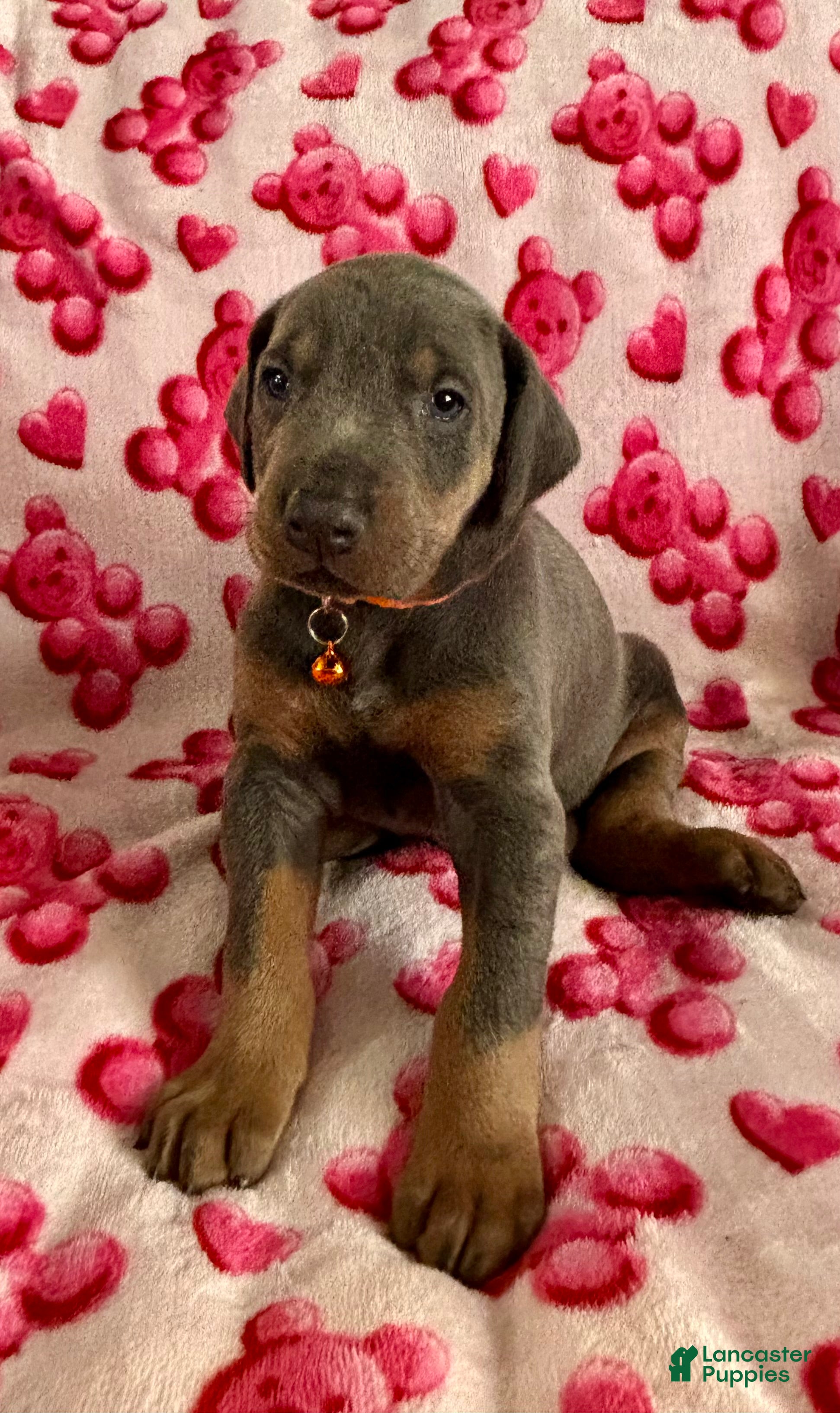 Doberman Pinscher dogs Cupid health tested parents - Ad 1