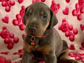 Doberman Pinscher dogs Cupid health tested parents - Ad 1