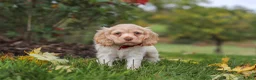 Cocker Spaniel dogs for sale: Acorn - Ad 3