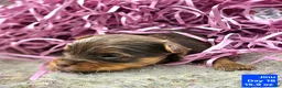 Yorkshire Terrier dogs for sale: Jinu - Ad 2