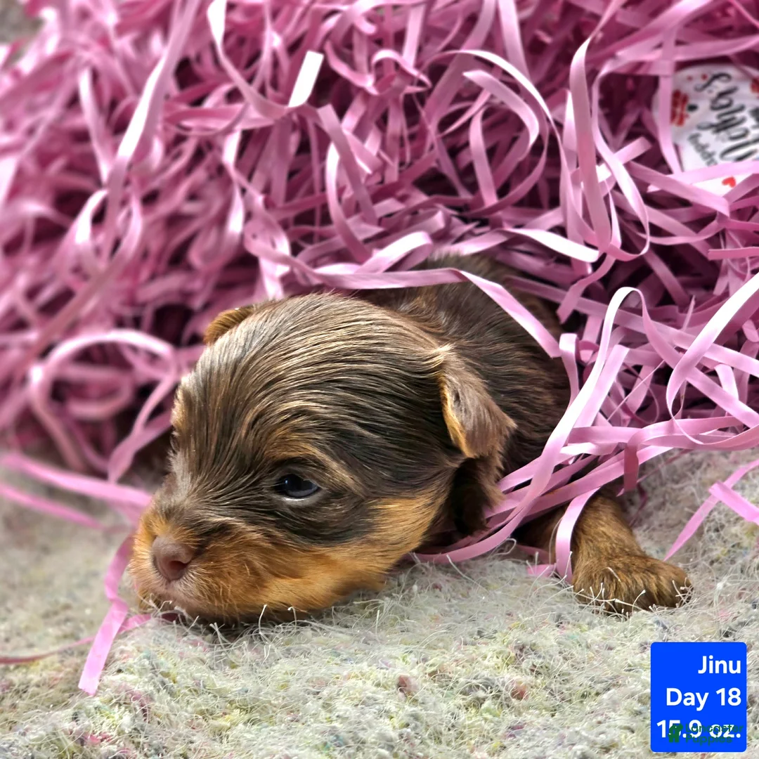 Yorkshire Terrier dogs for sale: Jinu - Ad 2