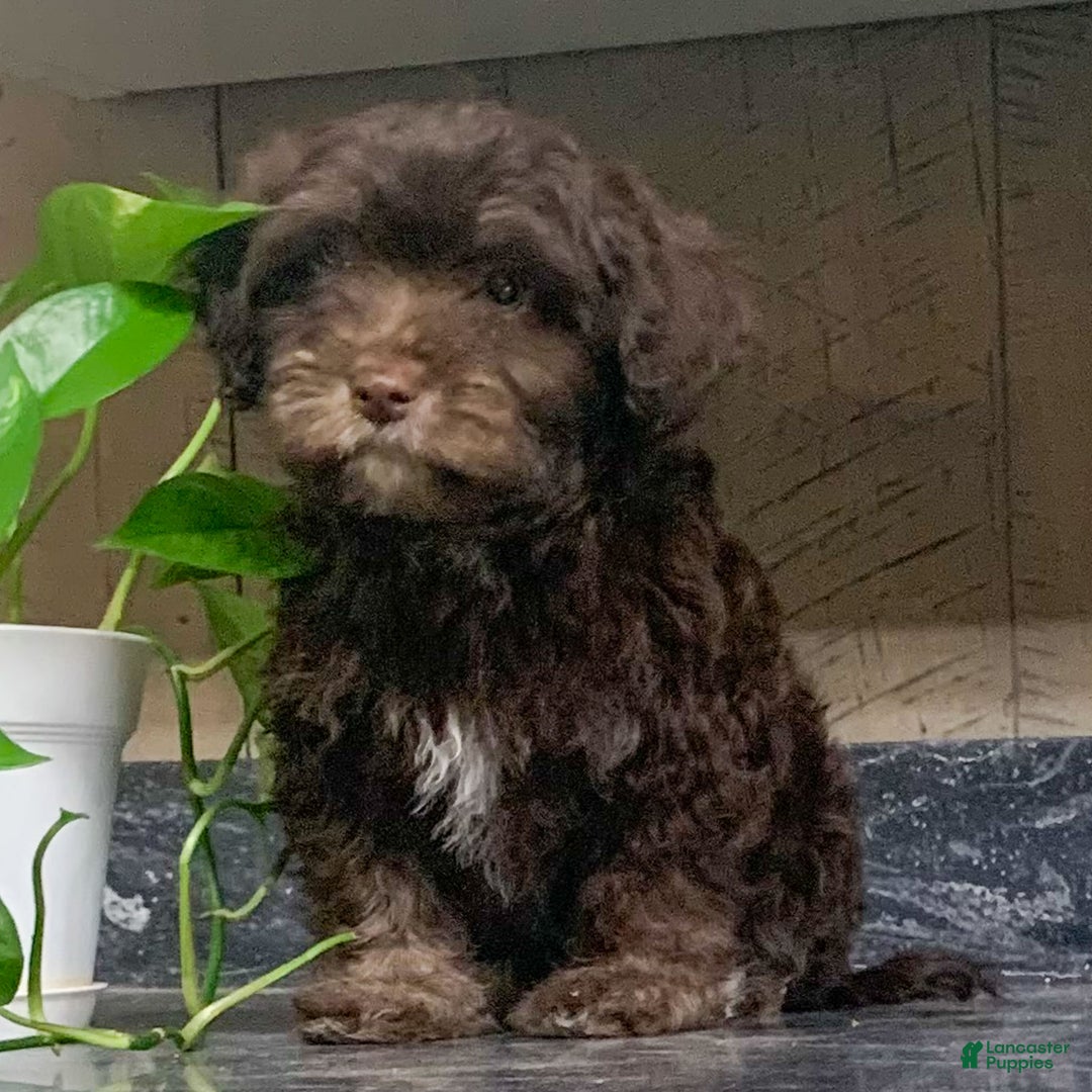 Havanese dogs for sale: Coco - Ad 1