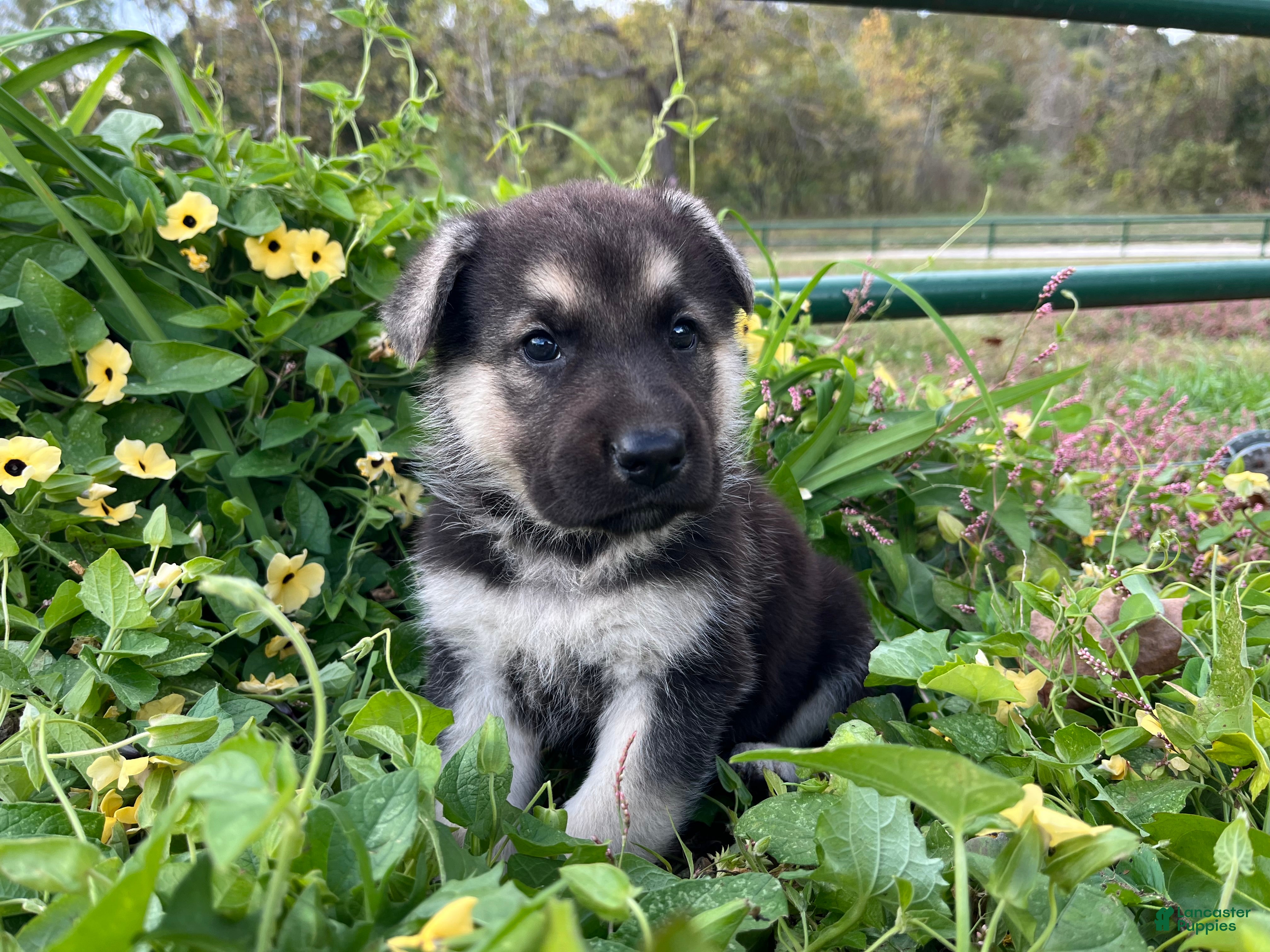 German Shepherd dogs Obsidian  - Ad 42