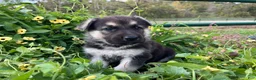 German Shepherd dogs for sale: Obsidian  - Ad 1