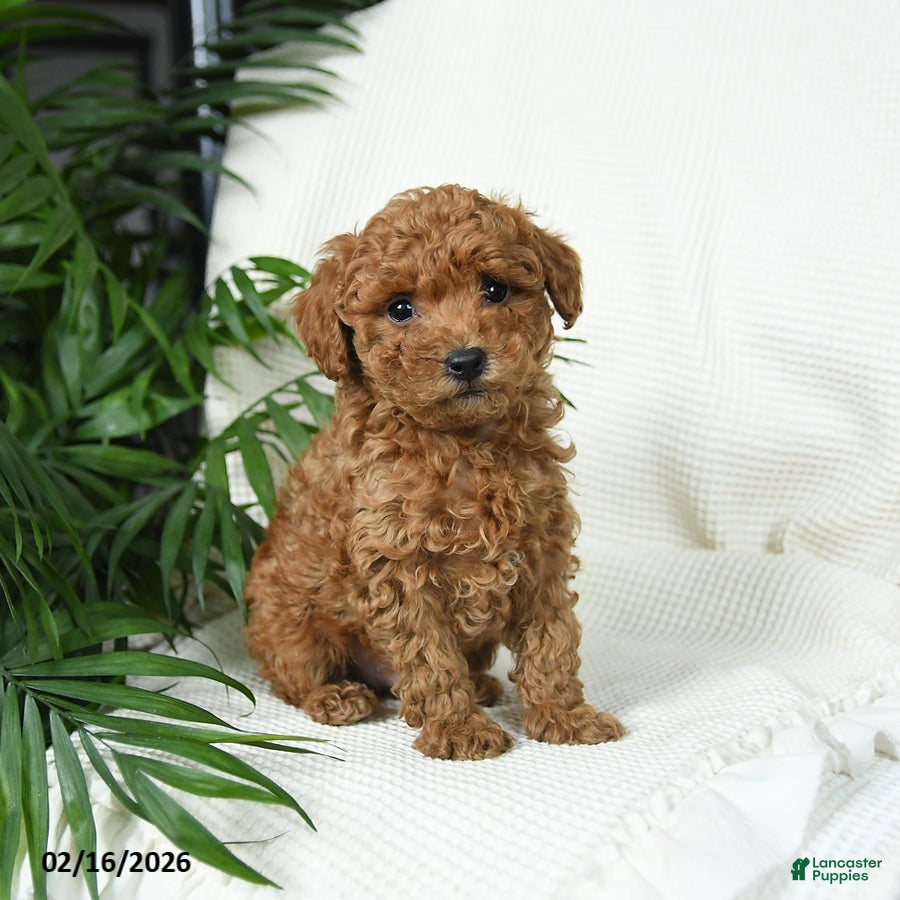 Toy Poodle dogs Tango - Ad 1