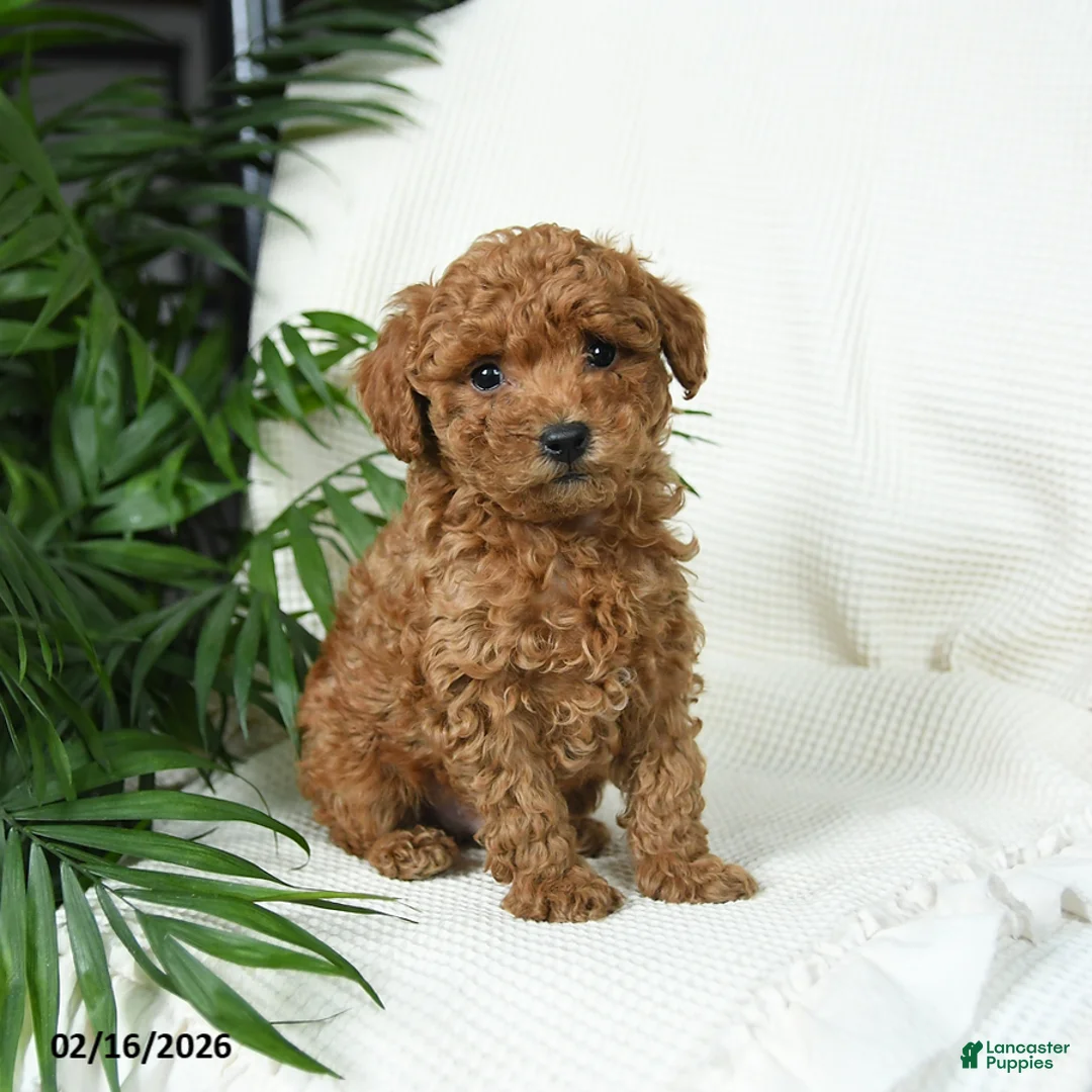 Toy Poodle dogs for sale: Tango - Ad 1